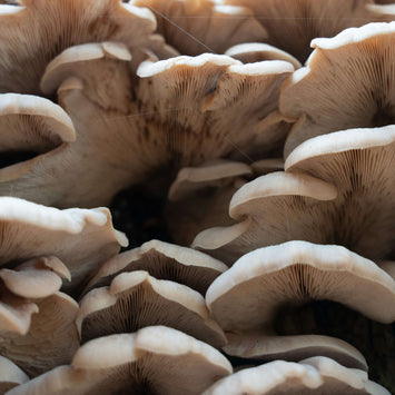 O Guia Definitivo sobre o Fator de Crescimento Youth & Earth : Melhore a Saúde Cognitiva e a Longevidade