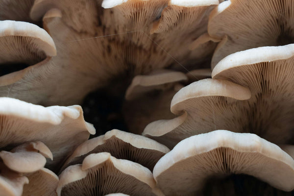 O Guia Definitivo sobre o Fator de Crescimento Youth & Earth : Melhore a Saúde Cognitiva e a Longevidade