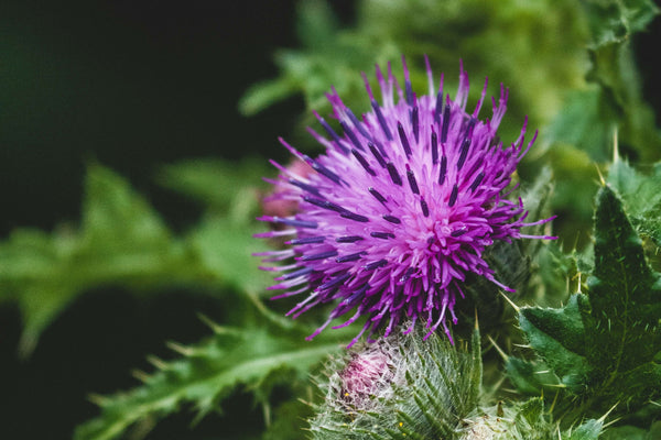 RELEAF da Youth & Earth: O suplemento definitivo para o açúcar no sangue, o metabolismo e a longevidade