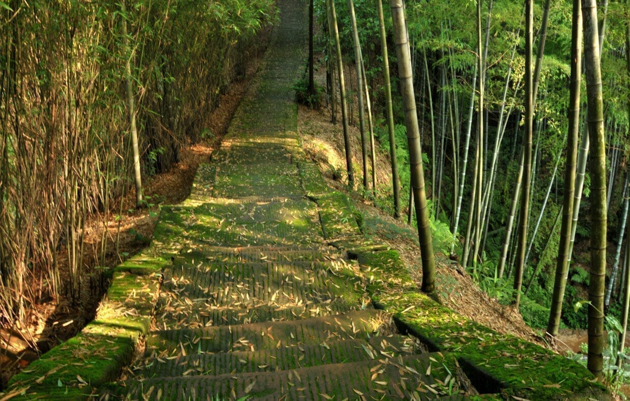 Carvão de bambu ativado - aglutinante de largo espetro