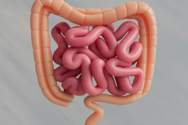 Spore Probiotic Youth & Earth: O guia definitivo para a saúde intestinal, a imunidade e a longevidade