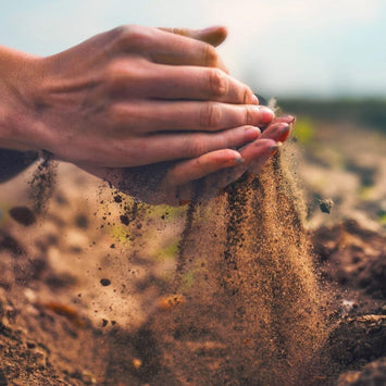 What are Spore-Based Probiotics? Let’s Dive in!