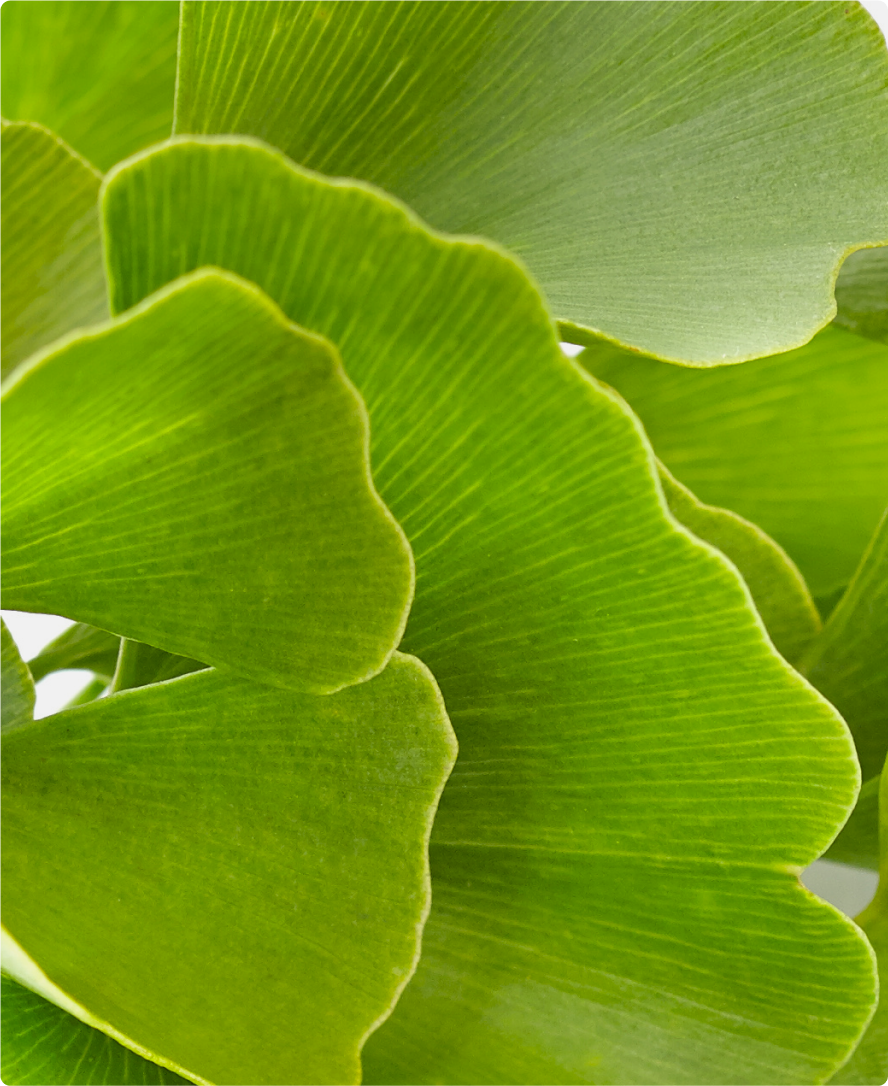 Produkt-Inhaltsstoff-Bild