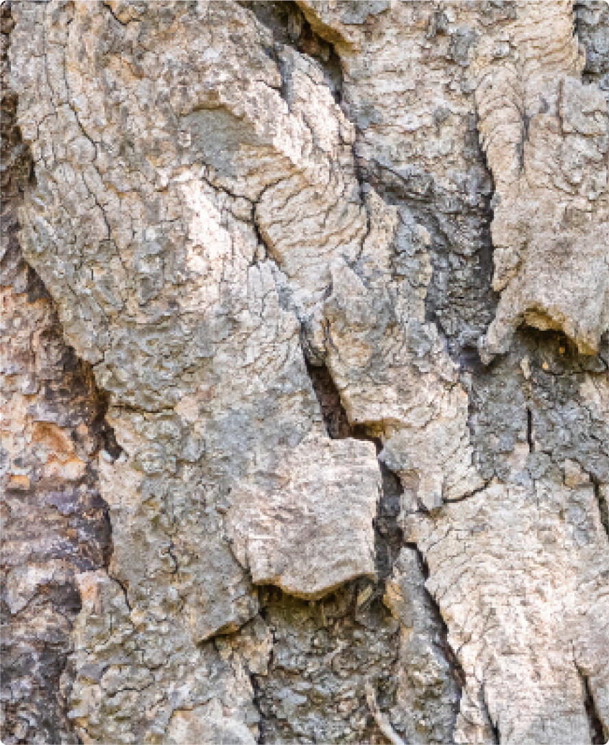 Imagen del ingrediente del producto