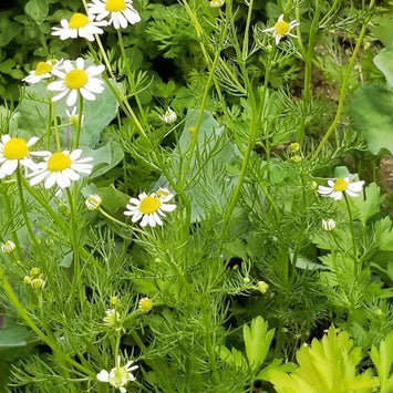 Apigénine : Du jardin à vos cellules