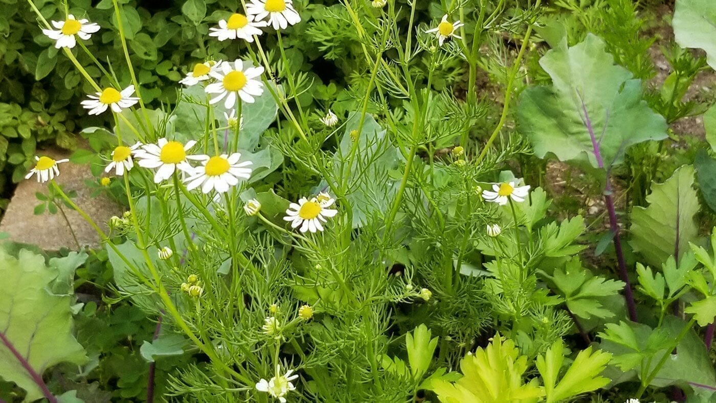 Apigénine : Du jardin à vos cellules