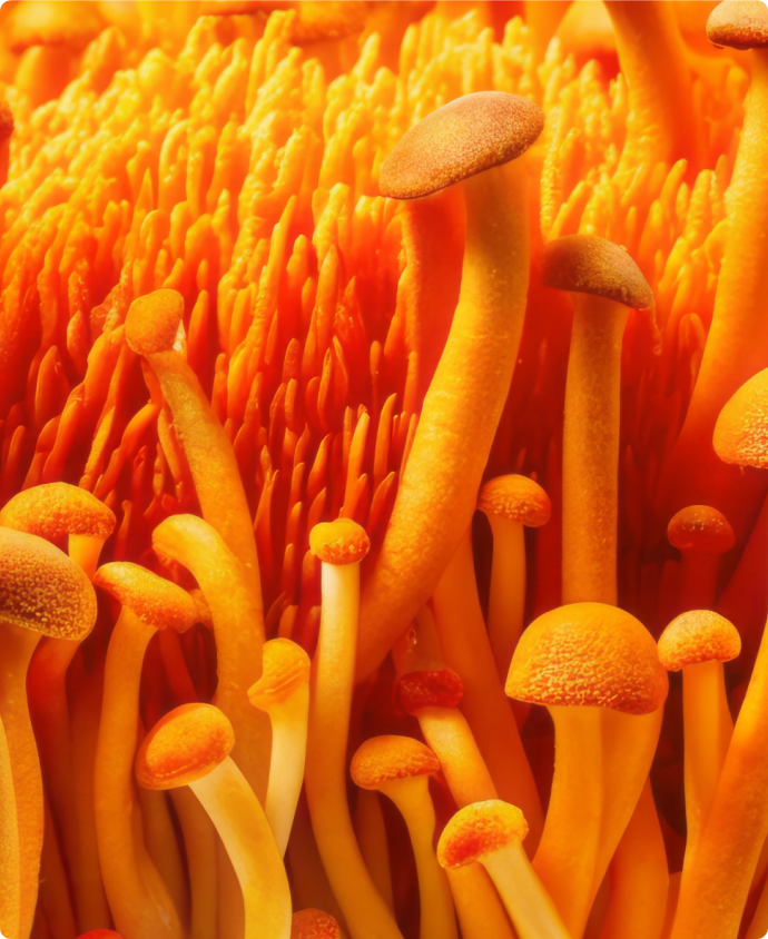 Image de l'ingrédient du produit