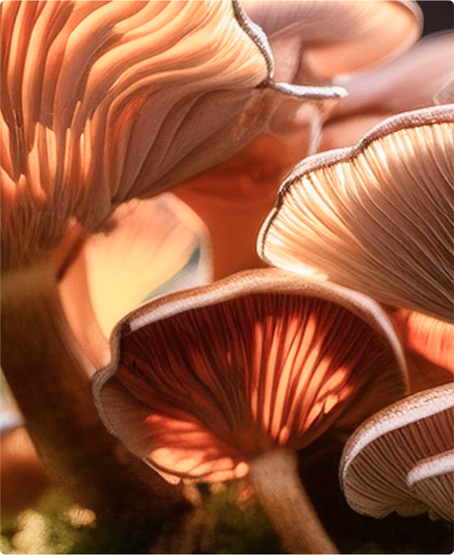 Image de l'ingrédient du produit