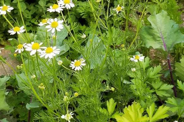 Apigenina: Dal giardino alle cellule