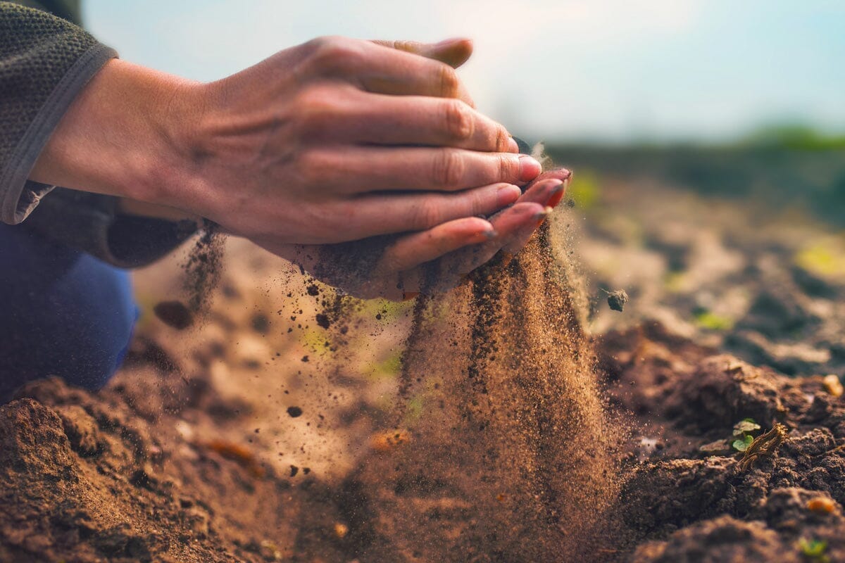 Cosa sono i probiotici a base di spore? Immergiamoci!