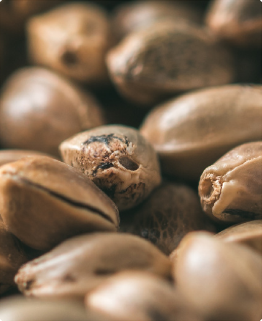 Immagine dell'ingrediente del prodotto