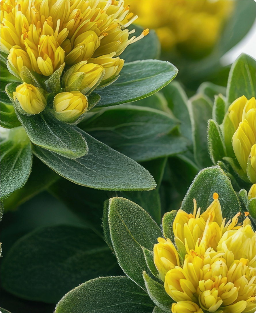 Immagine dell'ingrediente del prodotto