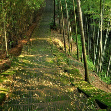 Carvão de bambu ativado - aglutinante de largo espetro