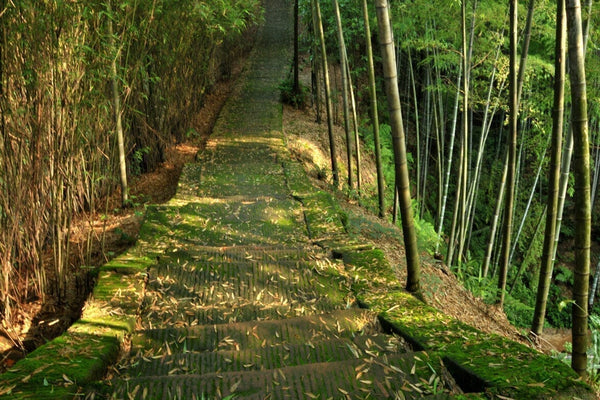 Carvão de bambu ativado - aglutinante de largo espetro