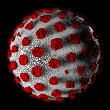 COVID-19 - O que precisa de saber e como apoiar o seu sistema imunitário