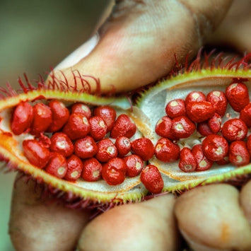 O que são os tocotrienóis?