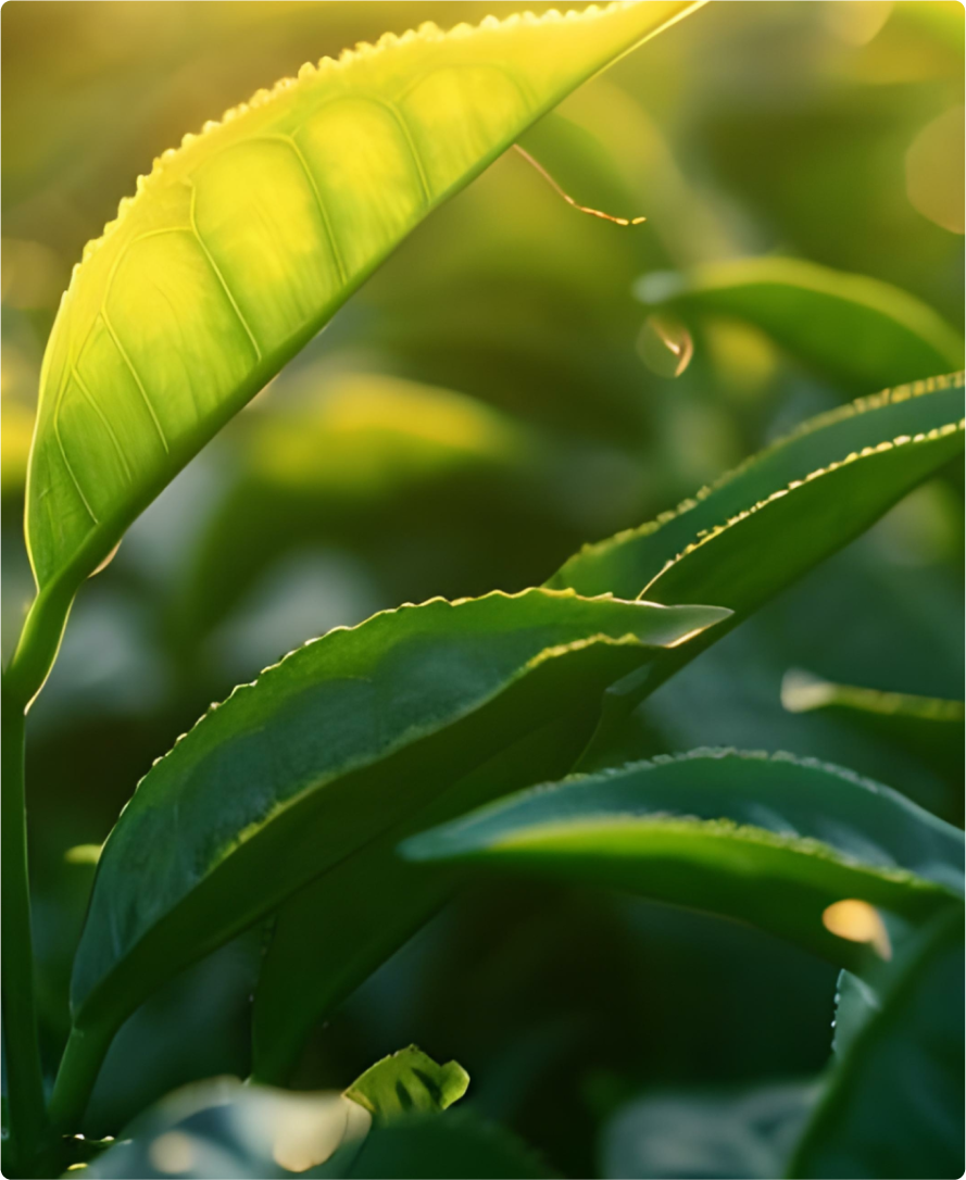 Imagem do ingrediente do produto