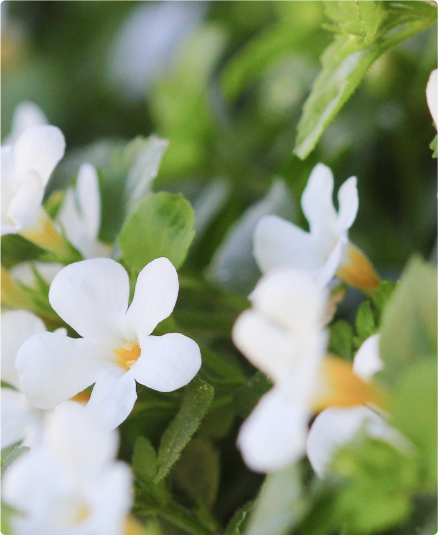 Produkt Ingrediens Bild